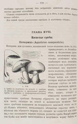 Мицуль М.С. Домашний огород / С планом огорода и 125 оригинальными рисунками... СПб., 1867.